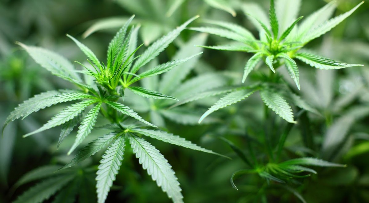 Dagli USA nuovi studi sulla cannabis: e sì, fa male 1